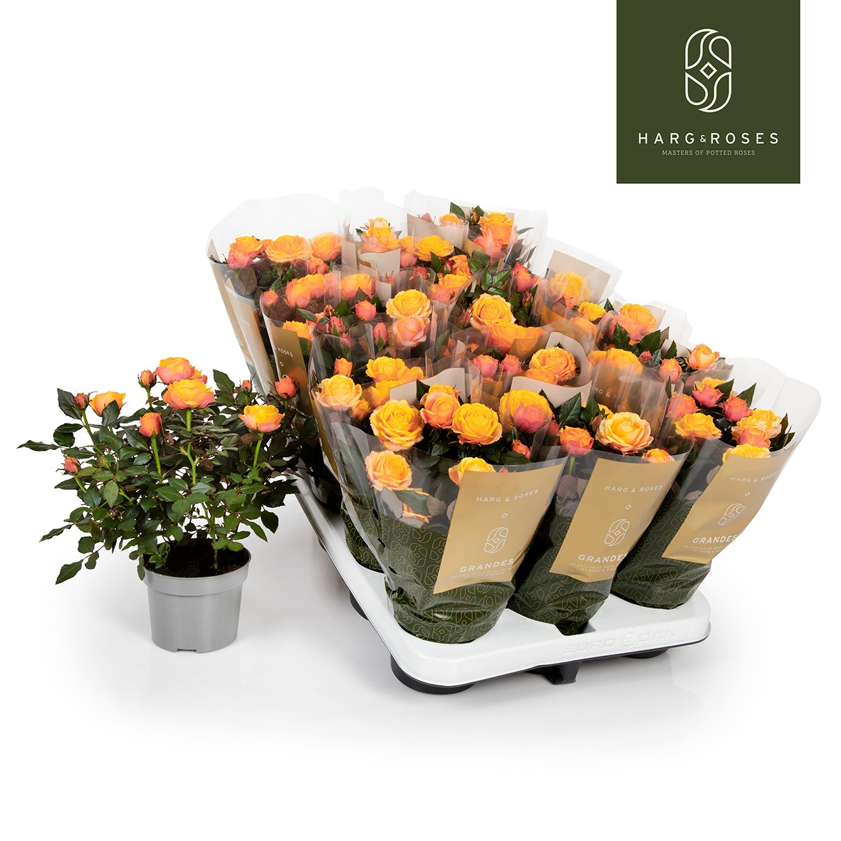 Planta naturala Other H27cm Rosa Firebird Kordana Grande PS10/ in pamant