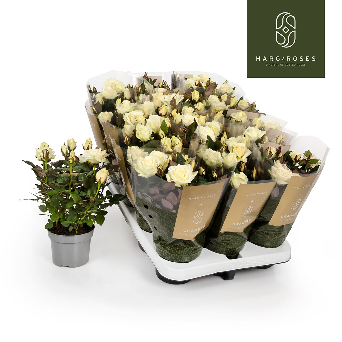 Planta naturala Other H27cm Rosa Pearl Kordana Grande PS10/ in pamant