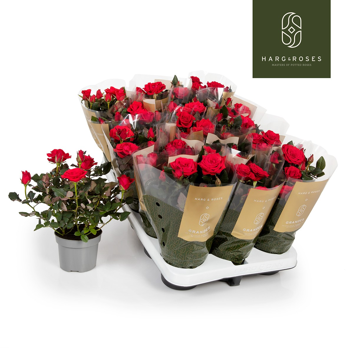 Planta naturala Other H27cm Rosa Red Mercedes Kordana Grande PS10/ in pamant