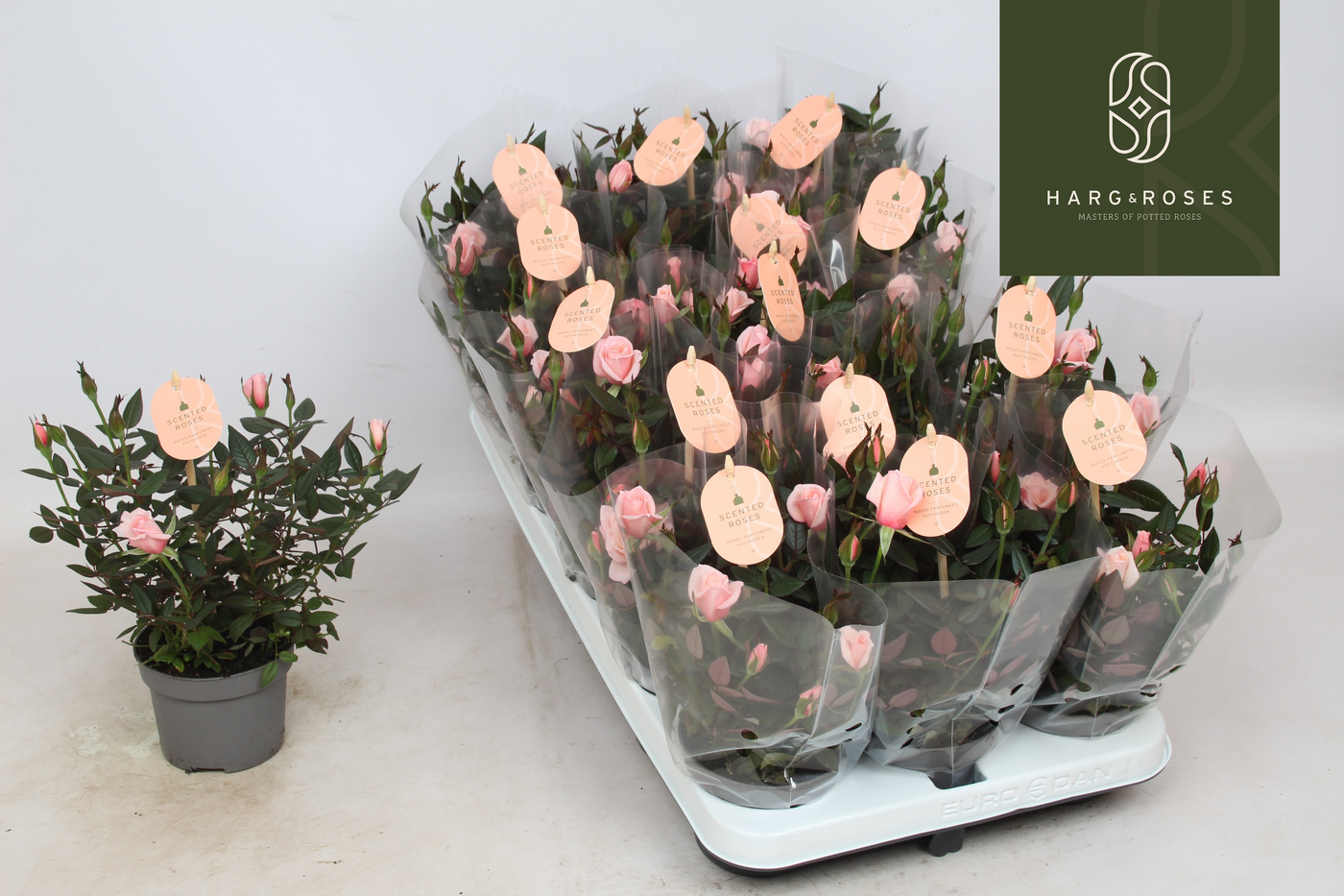 Planta naturala Other H27cm Rosa Rosaroma Pink PS10/ in pamant