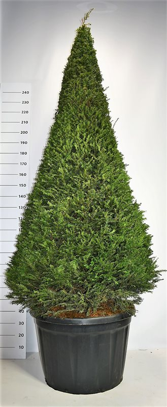 Planta naturala Other H280cm Taxus baccata PS80/ in pamant