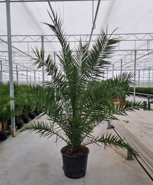 Planta naturala Other H300cm Phoenix canariensis PS65/ in pamant