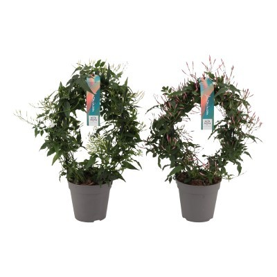 Planta naturala Other H40cm Jasminum overig PS12/ in pamant