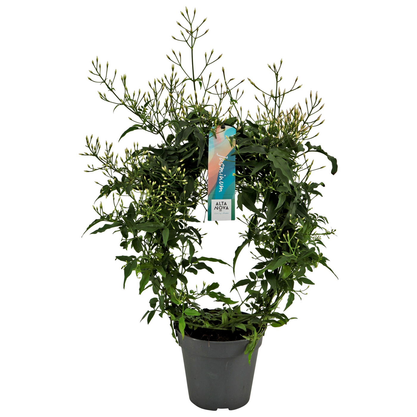 Planta naturala Other H40cm Jasminum Passion Dark Pink +300 PS12/ in pamant
