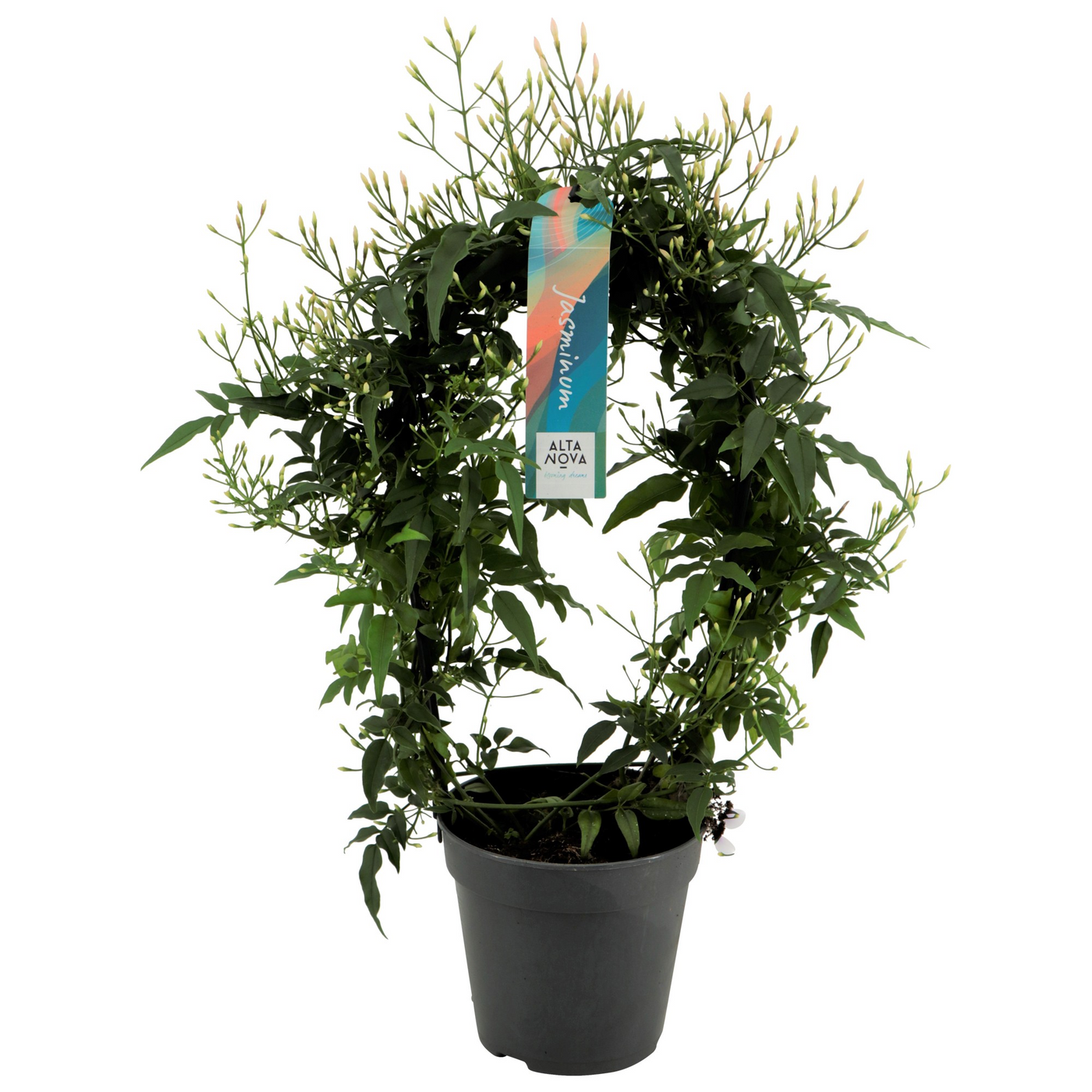 Planta naturala Other H40cm Jasminum polyanthum 200+ PS12/ in pamant