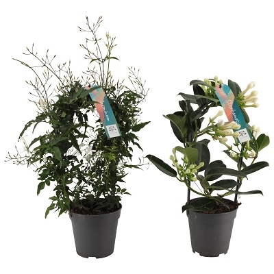 Planta naturala Other H40cm Jasminum - Stephanotis mix PS12/ in pamant