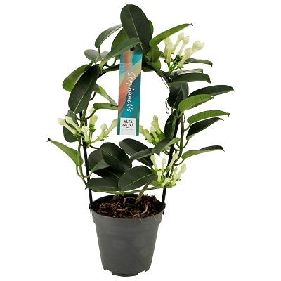 Planta naturala Other H40cm Stephanotis floribunda 3-4 PS12/ in pamant