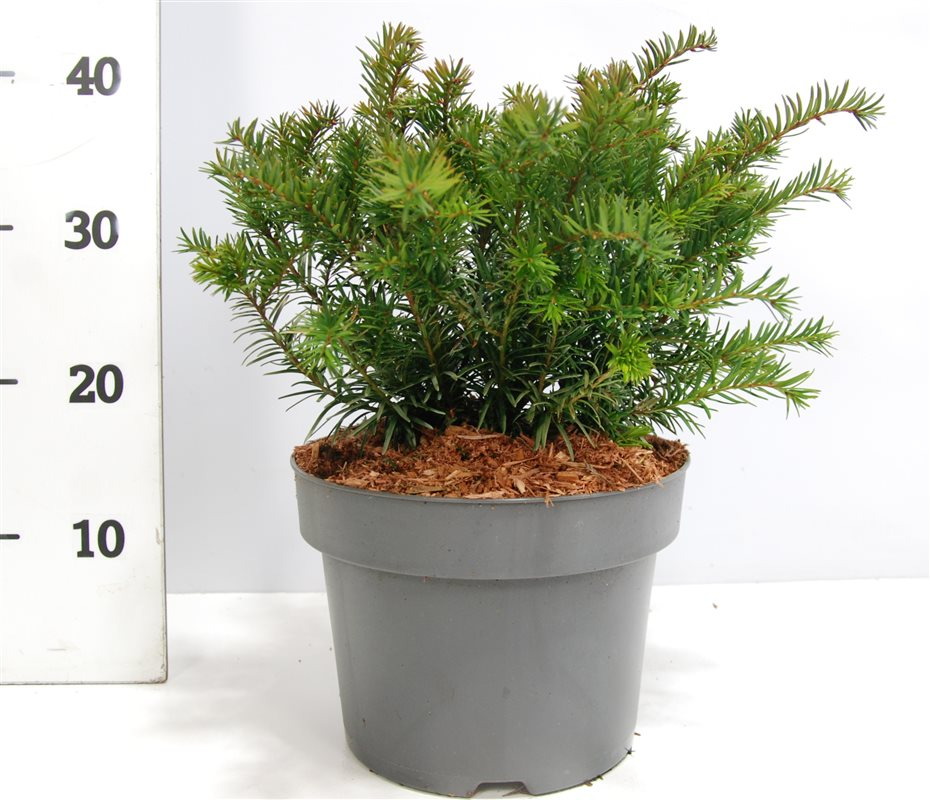Planta naturala Other H45cm Taxus baccata 'Repandens' PS23/ in pamant