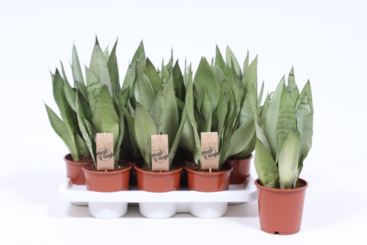 Planta naturala Other H50cm Sansevieria trifasciata 'Moonshine' PS14/ in pamant