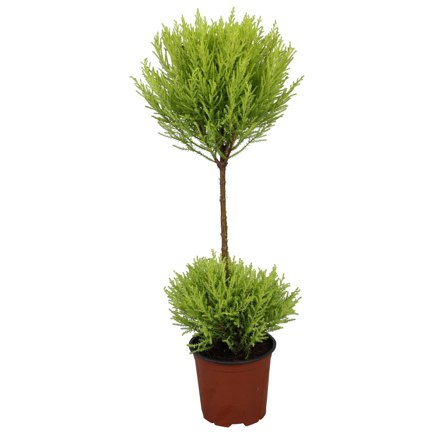 Planta naturala Other H60cm Cupressus Goldcrest Wilma PS14/ in pamant
