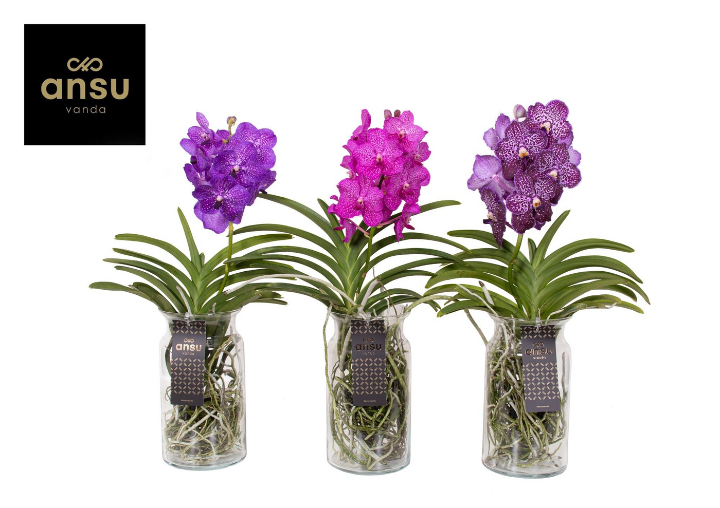 Planta naturala Other H60cm Vanda hybriden PS15/ in pamant