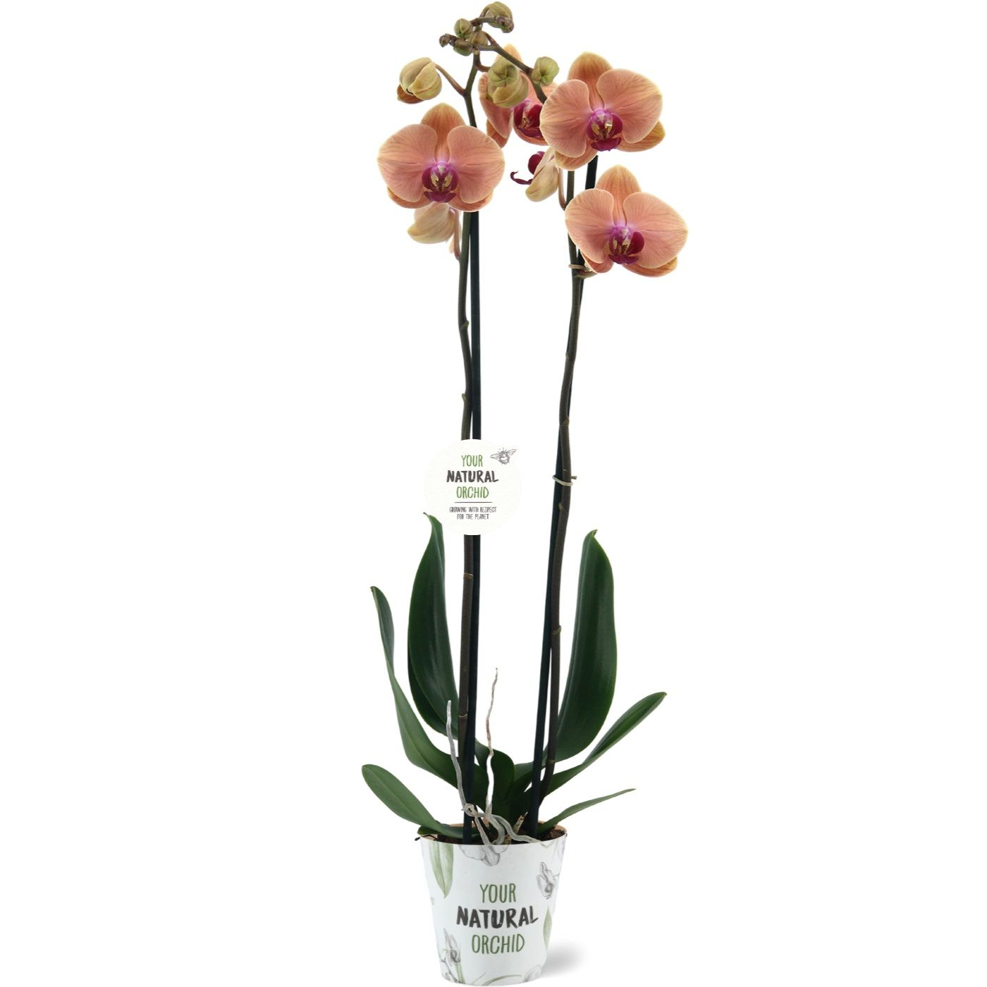 Planta naturala Other H65cm Phalaenopsis Caribbean Dream PS12/ in pamant
