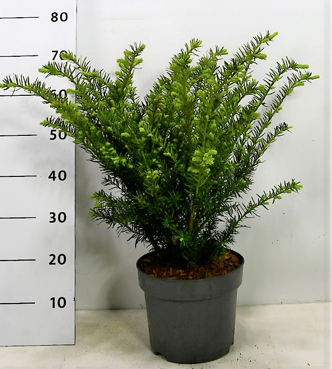 Planta naturala Other H70cm Taxus overig PS23/ in pamant