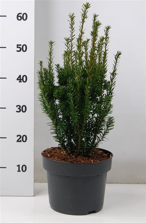 Planta naturala Other H70cm Taxus x media 'Hillii' PS23/ in pamant