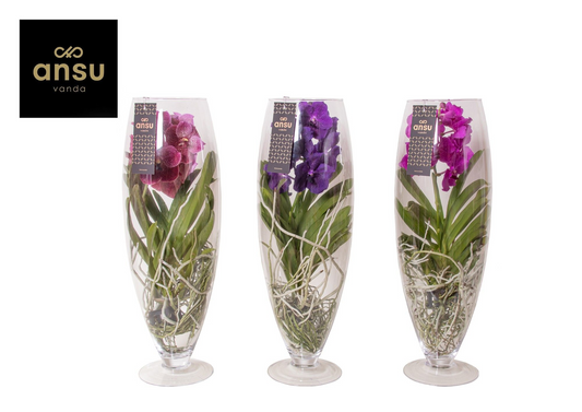 Planta naturala Other H70cm Vanda hybriden PS24/ in pamant