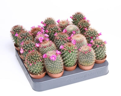 Planta naturala other H8 cm PS5.5 cm in pamant