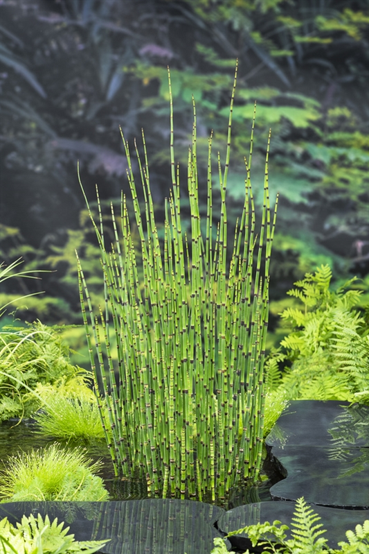 Planta naturala Other H80cm Equisetum hyemale PS9/ in pamant