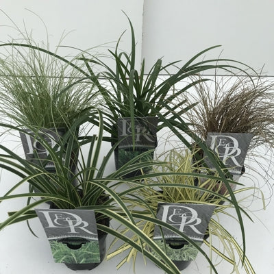 Planta naturala Other ornamental grasses H25 cm PS13 cm in pamant