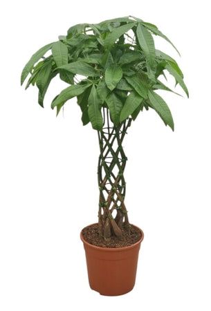 Planta naturala Pachira aquatica H100 cm PS27 cm in pamant