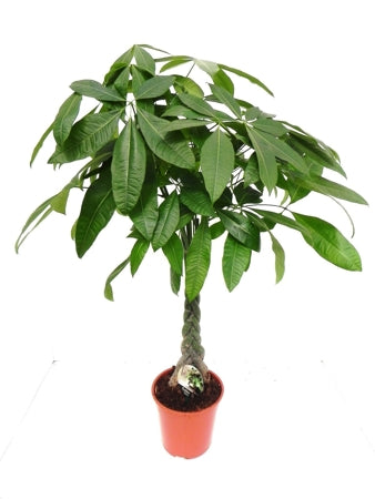 Planta naturala Pachira aquatica H110 cm PS21 cm in pamant
