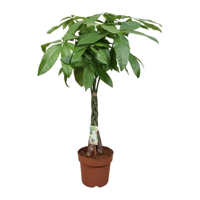 Planta naturala Pachira aquatica H110 cm PS24 cm in pamant