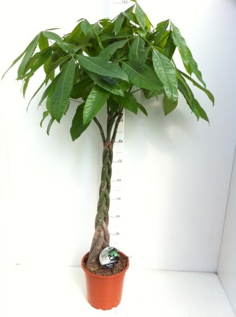 Planta naturala Pachira aquatica H130 cm PS24 cm in pamant