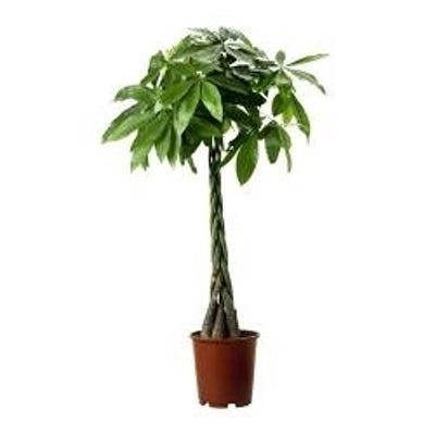 Planta naturala Pachira aquatica H155 cm PS27 cm in pamant