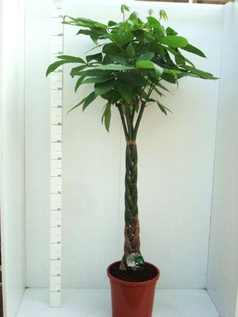 Planta naturala Pachira aquatica H155 cm PS31 cm in pamant