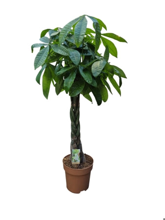Planta naturala Pachira aquatica H160 cm PS27 cm in pamant