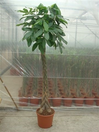 Planta naturala Pachira aquatica H190 cm PS35 cm in pamant