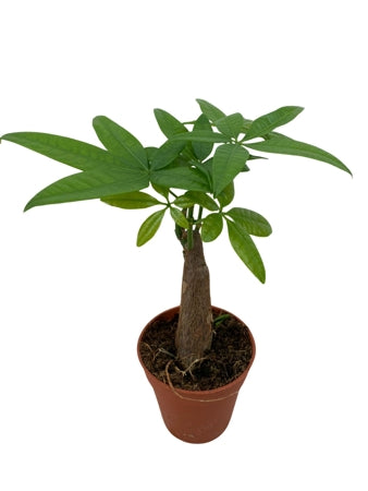 Planta naturala Pachira aquatica H34 cm PS9 cm in pamant