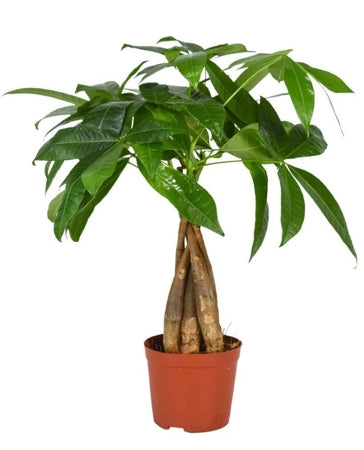 Planta naturala Pachira aquatica H40 cm PS12 cm in pamant