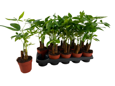 Planta naturala Pachira aquatica H43 cm PS12 cm in pamant