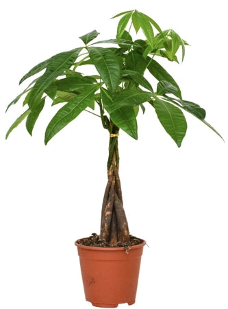 Planta naturala Pachira aquatica H50 cm PS14 cm in pamant