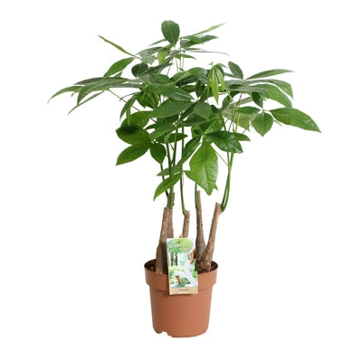 Planta naturala Pachira aquatica H55 cm PS17 cm in pamant