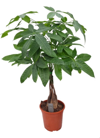 Planta naturala Pachira aquatica H70 cm PS19 cm in pamant