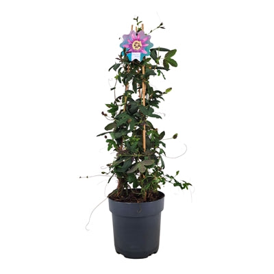 Planta naturala Passiflora 'Amethyst' H70 cm PS17 cm in pamant