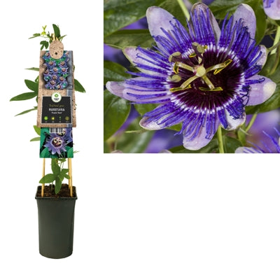 Planta naturala Passiflora 'Purple Haze' H75 cm PS17 cm in pamant