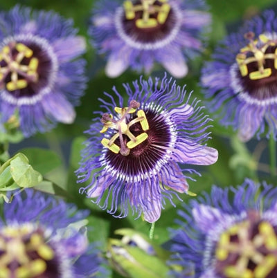 Planta naturala Passiflora 'Purple Rain' H40 cm PS11 cm in pamant