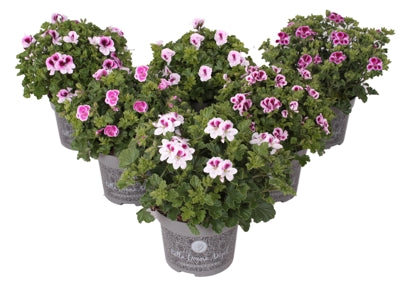 Planta naturala Pelargonium (Grandiflorum) H25 cm PS12 cm in pamant