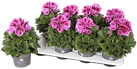 Planta naturala Pelargonium (Grandiflorum) H28 cm PS12 cm in pamant