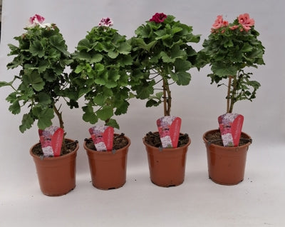 Planta naturala Pelargonium (Grandiflorum) H65 cm PS19 cm in pamant