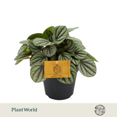 Planta naturala Peperomia albovittata Mistique H20 cm PS12 cm in pamant
