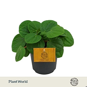 Planta naturala Peperomia albovittata 'Rana Verde' H15 cm PS10.5 cm in pamant