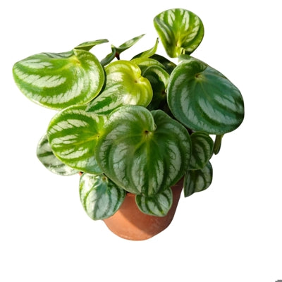 Planta naturala Peperomia argyreia 'Costa Rica' H25 cm PS12 cm in pamant