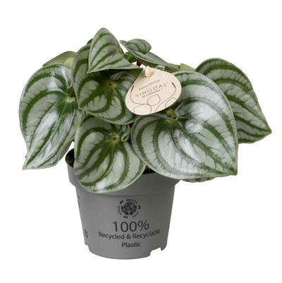Planta naturala Peperomia cap. H15 cm PS12 cm in pamant