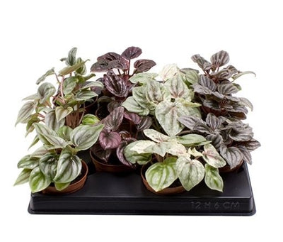 Planta naturala Peperomia cap. mixed H12 cm PS6 cm in pamant