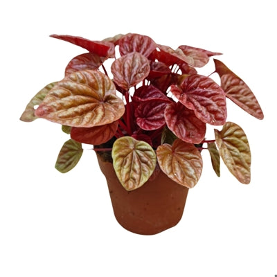 Planta naturala Peperomia cap. 'Quito' H20 cm PS12 cm in pamant