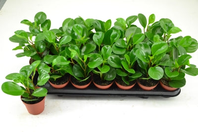 Planta naturala Peperomia H12 cm PS8.5 cm in pamant