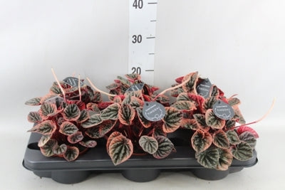 Planta naturala Peperomia H20 cm PS11 cm in pamant